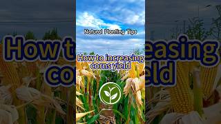 How to increasing Corn yields shortvideo youtubeshorts viralvideo video viralshort garden [upl. by Sedgewick491]