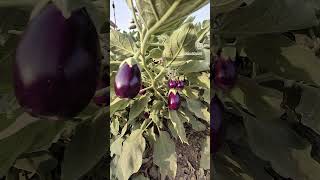 Healthy brinjals 🍆 my kitchen garden [upl. by Ahsyek474]