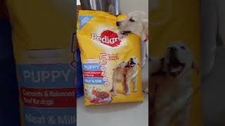 కొత్త ఫుడ్ వచ్చింది  ఈ ఫుడ్ నాదే  ఎవరూ తినొద్దు  Pedigree puppy food  labrador puppy food [upl. by Athey222]