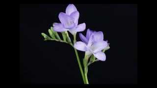 AMAZING FLOWER TIME LAPSE COMPILATION [upl. by Landau]