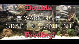 PIRANHAS FEEDING ON LIVE PREY WARNING GRAPHIC CONTENT [upl. by Joacimah]