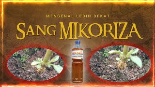 Mengenal Lebih Dekat quot MIKORIZA quot [upl. by Aira]