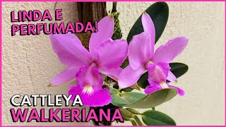 A LINDA CATTLEYA WALKERIANA  Aprenda como cultivar essa Orquídea linda e perfumada [upl. by Gerrald561]