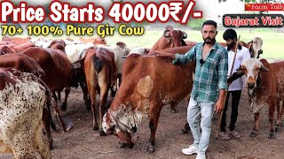 70 Gir Cow Lot Price Starts 40000₹  Pure Breed Bhavnagar amp Junagarh Line  Gujarat Visit Videos [upl. by Service]