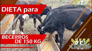 DIETA para Becerros de 150 kg [upl. by Sauder]