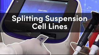 How to Split Suspension Cell Lines StepByStep Demonstration  CST Tech Tips [upl. by Antonietta881]