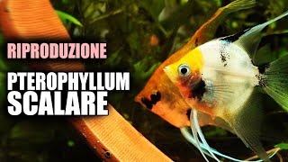 Riproduzione SCALARE in Acquario Guida Completa [upl. by Idelle245]