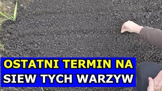 To Ostateczny Czas na Siewy TYCH Warzyw Co siać sadzić przełom Czerwiec Lipiec Kalendarz Ogrodnika [upl. by Aseela556]