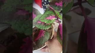 November 15 2024 wow thats amazing growth garden virelvideo2024 plants shorts [upl. by Harwilll]