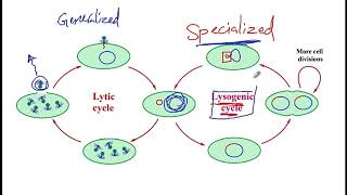 USMLE ACE Video 63 Transformation Transduction Conjugation and Transposition [upl. by Sophie]