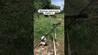 Kucing mujaer😂 memes masukberanda ytshorts funny shorts [upl. by Edrick]