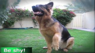 GERMAN SHEPHERD DOES MOST AMAZING DOG TRICKS [upl. by Ahserb]