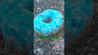 Argentine ants eating froot loop ants insects shortvideo [upl. by Dorelia527]