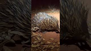 Echidna  Snack Time [upl. by Maxa]