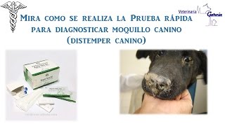 MOQUILLO CANINO PRUEBA DE DIAGNÓSTICO RÁPIDO [upl. by Caneghem612]