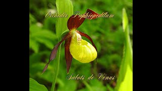 Orchidée Paphiopedilum Sabots de Vénus [upl. by Valentino686]