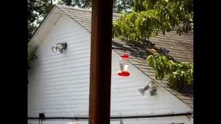 Does a 100 Hummingbird Feeder Work Dollar Store [upl. by Blanding]