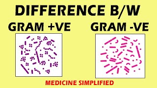 Gram Positive vs Gram Negative Bacteria  Difference Between Gram Positive amp Gram Negative Bacteria [upl. by Samara]