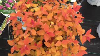 Double Play® Candy Corn Spirea  wwwgardencrossingscom [upl. by Barabas]