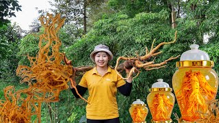 Harvesting Polyscias fruticosa to the market to sell Soak in Dinh Lang wine Hilarys daily life [upl. by Franny]