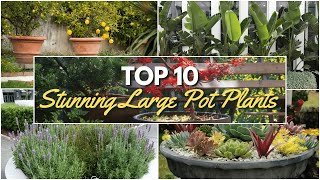 Top 10 Stunning Plants for Large Pots 🌿 Ultimate Potting Ideas 🌟 [upl. by Nnasus484]