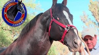 CARRERA DE COMPROMISO EL MACHETE VS EL CHOCOLATE DE CUADRA CANALES EN VOLCANES JALISCO [upl. by Krute]