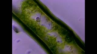 Algae diatoms and protists under the microscope [upl. by Ibba244]