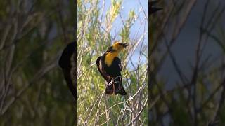 Hear the YellowHeaded Blackbird Calls [upl. by Rhetta]