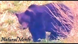 ENORME OSO CANTÁBRICO Huge Cantabrian Brown Bear [upl. by Cecilio]