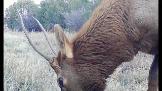 Spike Elk Sets Off Trail CameraCaught on Film [upl. by Ailemor]