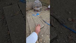 Termites inside setup  Termites feed iraniteetar wildlife [upl. by Ekram237]