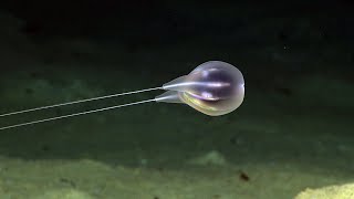 Combing the Deep NOAAs Discovery of a New Ctenophore [upl. by Lovich405]