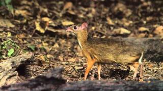 Lesser MouseDeerPikkukantsilliTragulus javanicusKaeng Krachan Thailand [upl. by Tila]