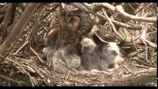 Baby longeared owlets 42915 [upl. by Demona]