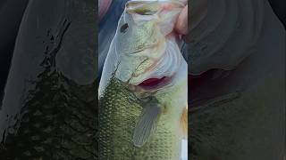 OLD 1 👁️ fishinglife bassfishing senko largemouthbass [upl. by Publius]