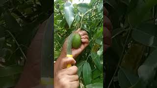 Tiny Ambarella Fruit cutting 👌😙travel fruit shortsvideo [upl. by Yssirk]