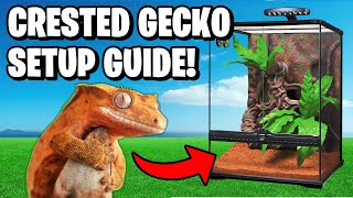 Crested Gecko Setup [upl. by Engedus]