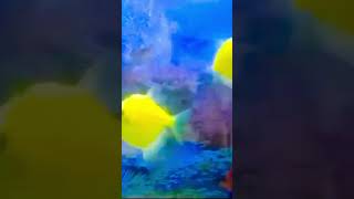 🐠✨️Colourful Fish Tank Setup 🐟🐡✨️fishtank colourfulfish goldfish naturelovers peace [upl. by Ymeraj]