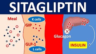 Sitagliptin for type 2 diabetes mellitus  DPP 4 inhibitor  Mechanism precautions amp side effects [upl. by Zzaj]