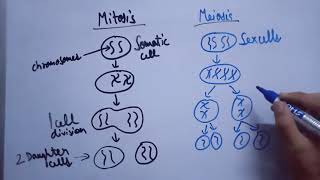 Difference between Mitosis and Meiosis in Hindi [upl. by Ainslee]