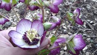 Helleborus Winter Jewels Cherry Blossom [upl. by Ramedlav637]