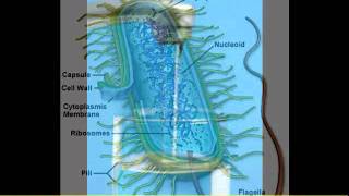 Systemic Enzymes Scar Tissue Uterine Fibroids Inflammation Toxins Of The Blood Part 2 [upl. by Ialokin]