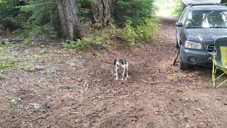 Treeing Walker Coonhound Jax Digging a Hole [upl. by Nylak]