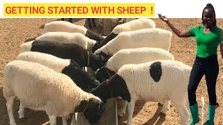 Beginners GUIDE To Raising SHEEP At A Low COST  Best Practices DETAILED [upl. by Jaquenette]