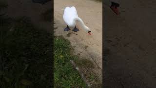 Feeding swan family on the Sankey canal [upl. by Ainalem]