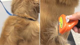 furminator de shedding tool for dogs  video of how it works on your pet [upl. by Nylkaj]