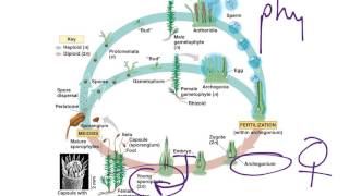 Moss Life Cycle [upl. by Enilarak]