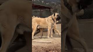 Kangal 🐶 One Of The Biggest Dog Breeds In The World 😱🔥 Kangal shorts dog [upl. by Leahcimluap]