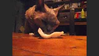 Cat steals food from table  Prawn Crackers [upl. by Belda814]