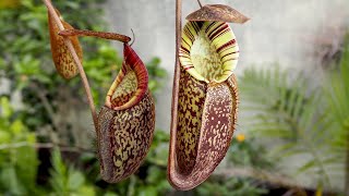 Nepenthes spectabilis BE3177  Nepenthes erfolgreich pflegen [upl. by Ruddy]